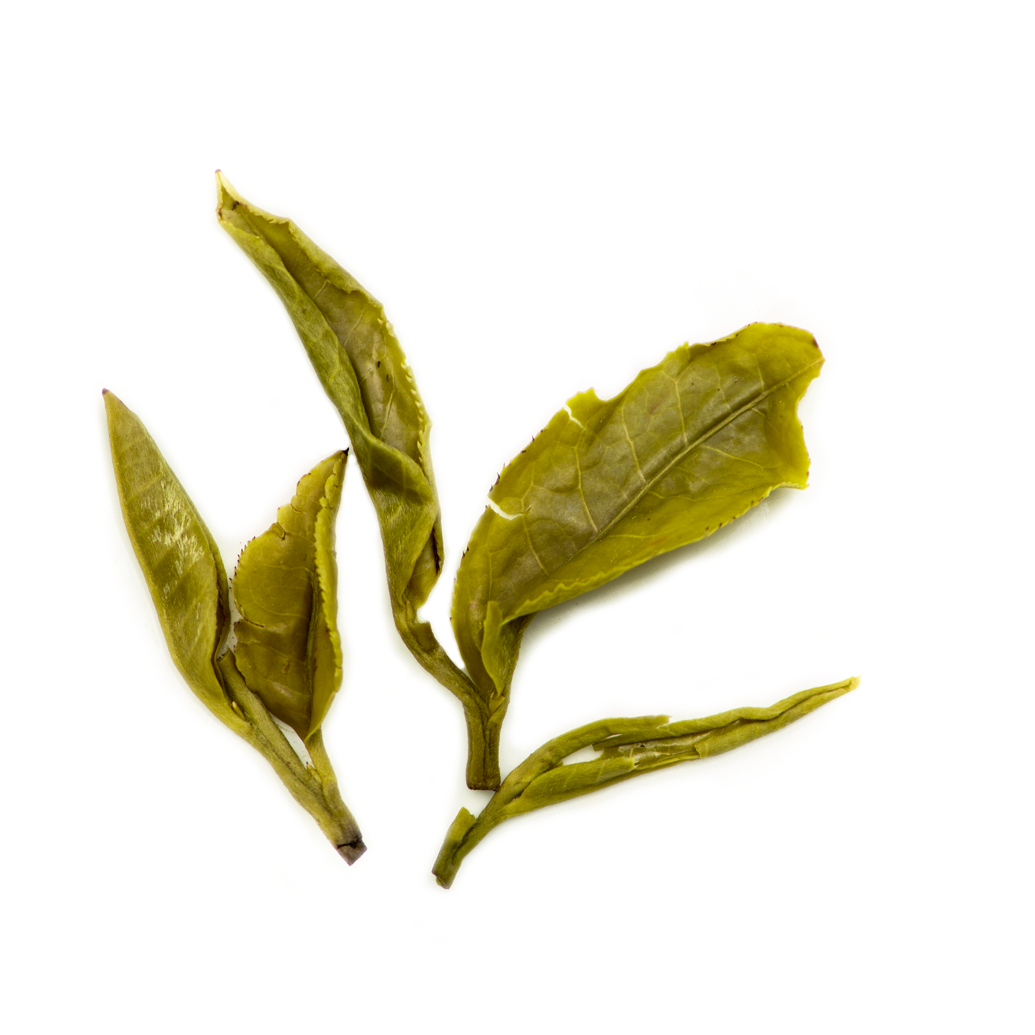 Jasmine Pearls - Image 4